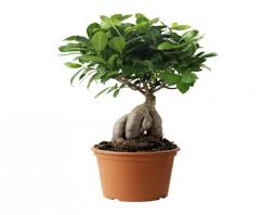 بونسای جینسینگ ginseng bonsai