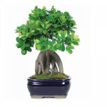 بونسای جینسینگ ginseng bonsai